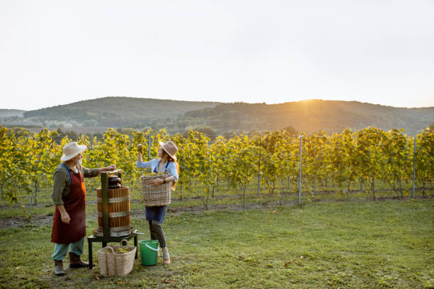 istock Senior man with young woman pressing grapes for wine production 1172769607
