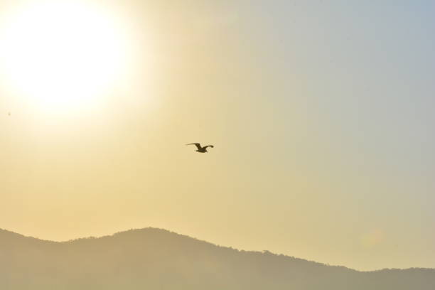 istock The bird and the sun 1172769886