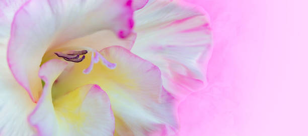 istock Delicate flower banner on a pink background. Gladiolus close-up with empty place for text. 1172769934