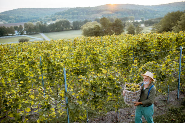 istock Senior man with wine grapes on the vineyard 1172770098