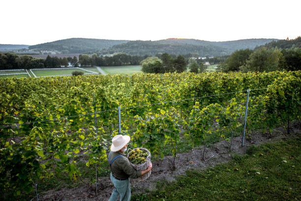 istock Senior man with wine grapes on the vineyard 1172770134