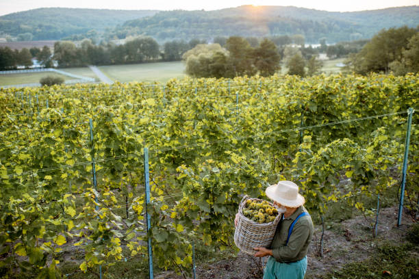 istock Senior man with wine grapes on the vineyard 1172770154