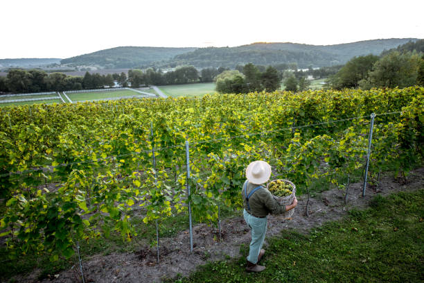 A vinedresser inspects the harvest on site in the vineyard. He stands with his back to the camera and his hands on his hips. He has a long white beard, a red plaid shirt, and a straw hat.