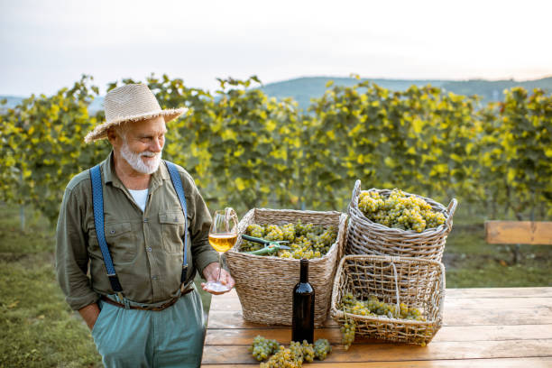 istock Senior winemaker with wine and grapes on the vineyard 1172770270