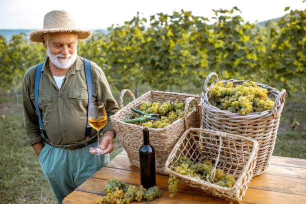 istock Senior winemaker with wine and grapes on the vineyard 1172770273