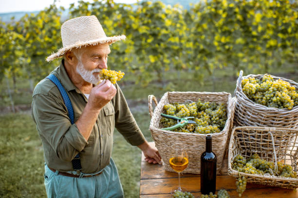 istock Senior winemaker with wine and grapes on the vineyard 1172770302