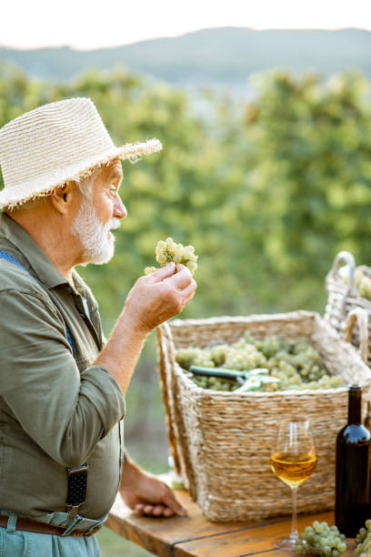 istock Senior winemaker with wine and grapes on the vineyard 1172770327