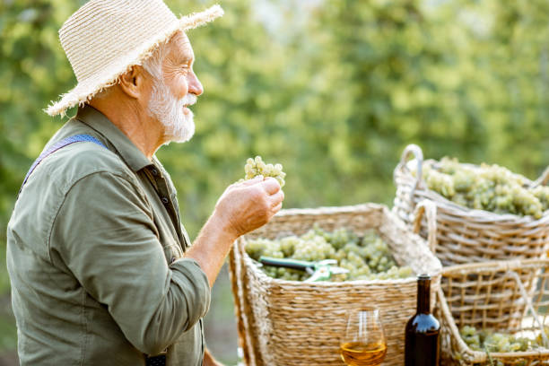 istock Senior winemaker with wine and grapes on the vineyard 1172770355