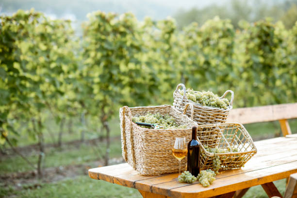 istock Wine and grapes on the table outdoors 1172770471