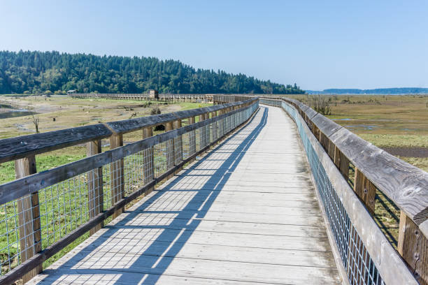 istock Nisqually Wetlands Mud Flats And Boardwalk 6 1172771304