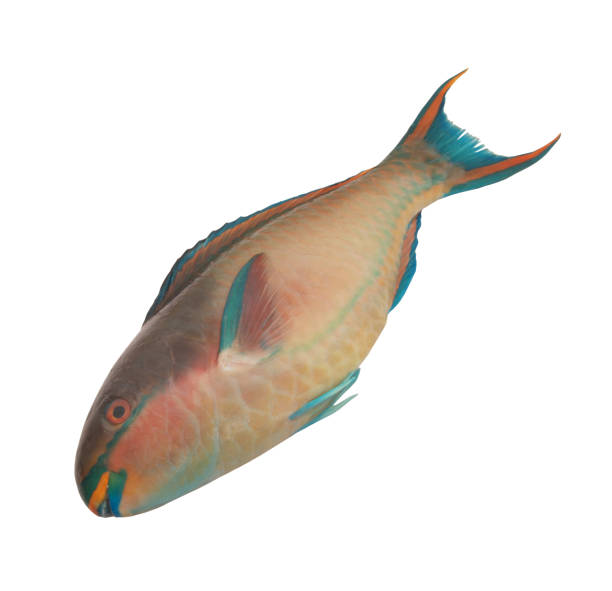 istock Colorful parrot fish isolated on whited 1172771696