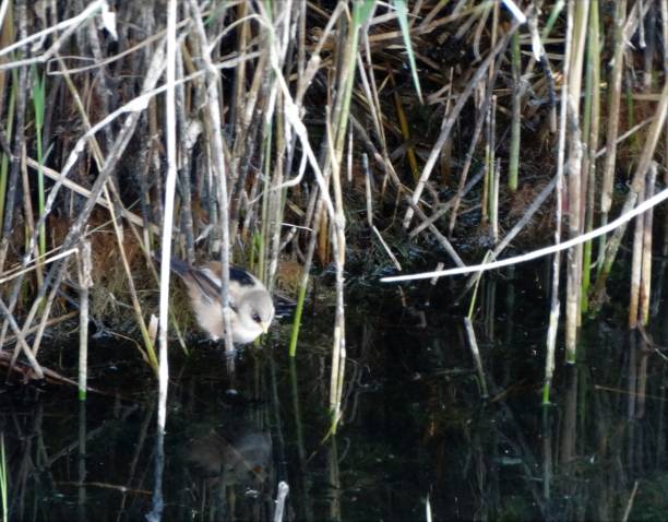 istock Front side view of juvenile Bearded Tit/Bearded Reedling facing right while clinging low down on reed near water 1172771816