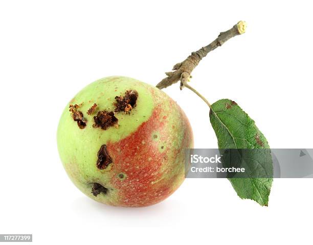 Robaczywe Jabłko - zdjęcia stockowe i więcej obrazów Dzikie jabłko - Dzikie jabłko, Liść, Bez ludzi