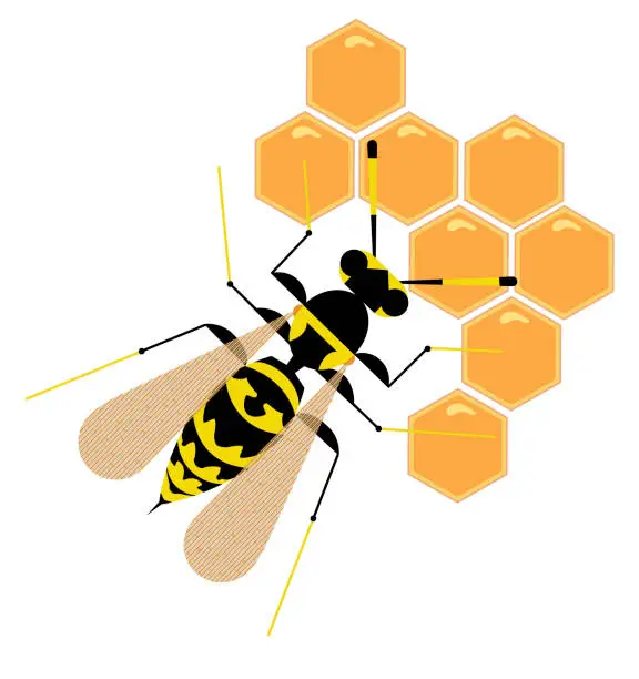 Vector illustration of Wasp