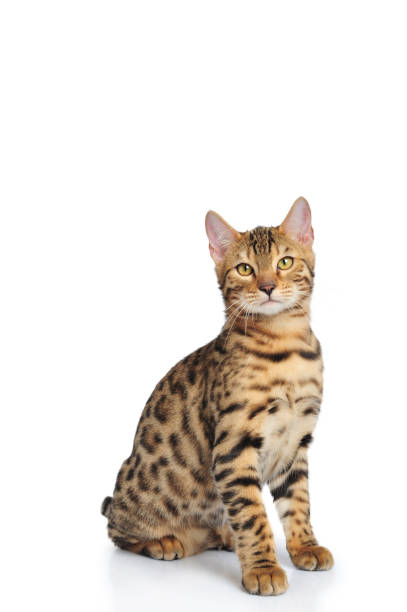 istock Bengal cat tigered on white 1172776187
