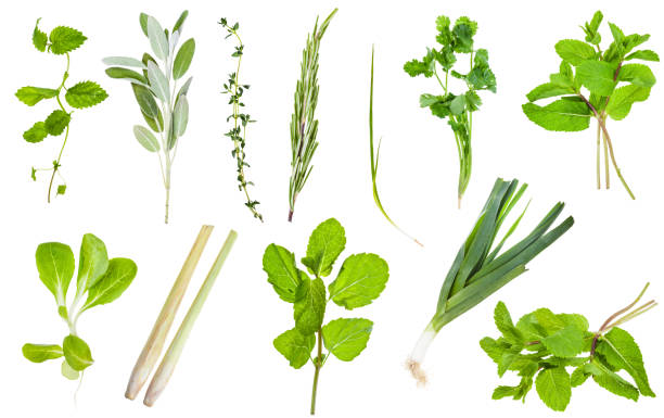 istock various fresh twigs of edible greens isolated 1172776714