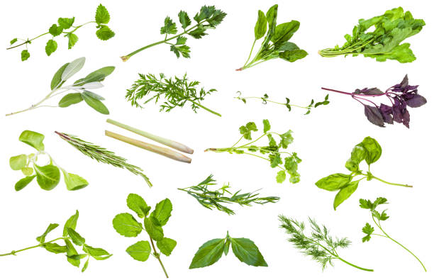 vari ramoscelli freschi di erbe commestibili isolati - celery leaf celeriac isolated foto e immagini stock