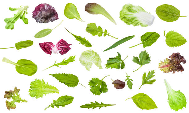 istock various fresh leaves of edible greens isolated 1172776747