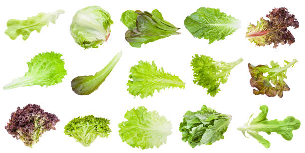 istock various leaves of lettuce vegetables isolated 1172776759