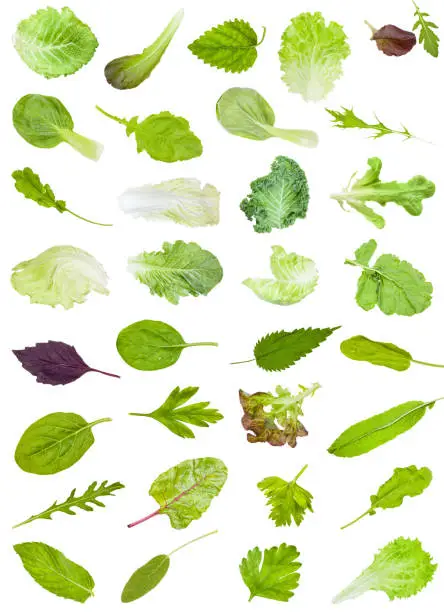 set from various fresh leaves of edible greens isolated on white background