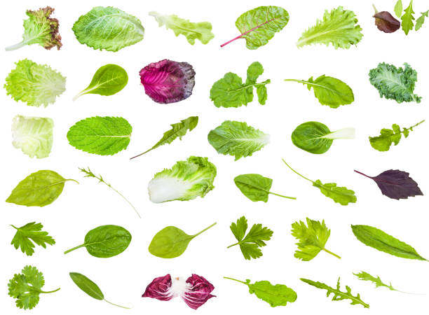 de nombreuses feuilles fraîches de légumes verts comestibles - leaf vegetable radicchio green lettuce photos et images de collection