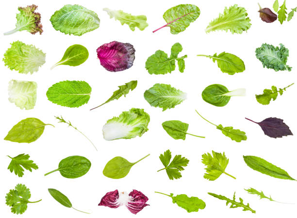 many various fresh leaves of edible greens - parsley cilantro leaf leaf vegetable imagens e fotografias de stock