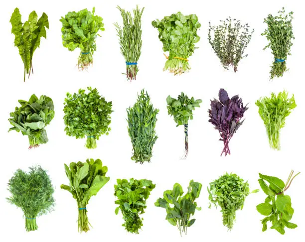 Photo of various bunches of fresh edible greens isolated