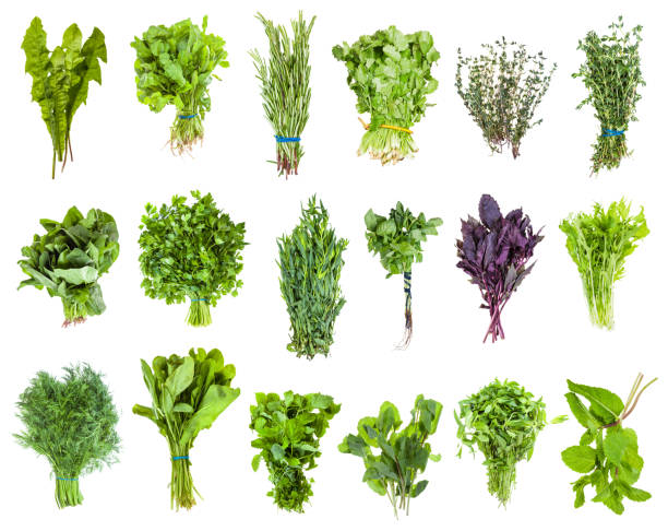 various bunches of fresh edible greens isolated - parsley cilantro leaf leaf vegetable imagens e fotografias de stock