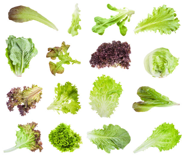 various fresh leaves of lettuce isolated