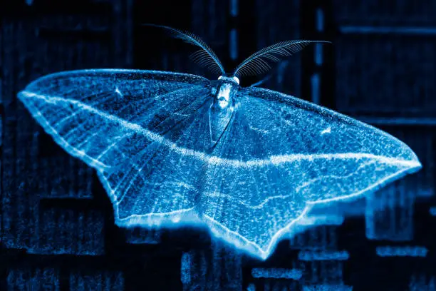 Photo of Beautiful night butterfly in a blue and white colors, macro moth with two winglets