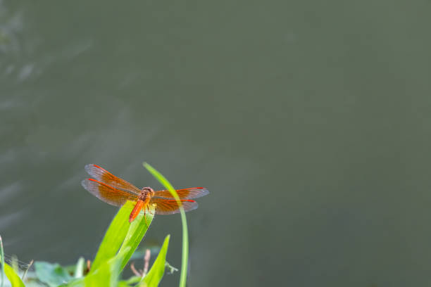 istock back side of Orange Skimmer Dragonfly 1172779402