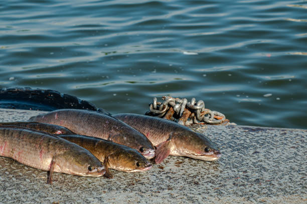 Tambaqui freswater fish from Amazon.