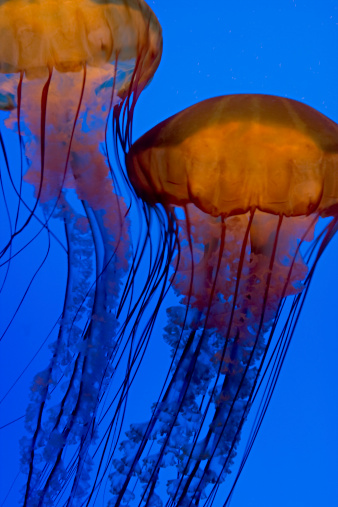 Jellyfish in blue aquarium