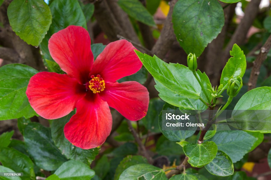 Flor De Hibisco En Forma De Trompeta Roja De Cerca Foto de stock y más  banco de imágenes de Arbusto - iStock