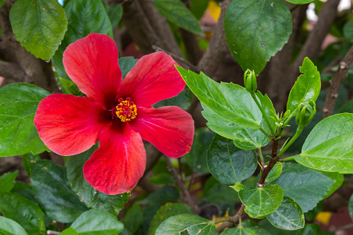 Flor De Hibisco En Forma De Trompeta Roja De Cerca Foto de stock y más banco de imágenes de Arbusto - iStock Flor De Hibisco En Forma De Trompeta Roja De Cerca Foto de stock y más banco de imágenes de Arbusto - iStock