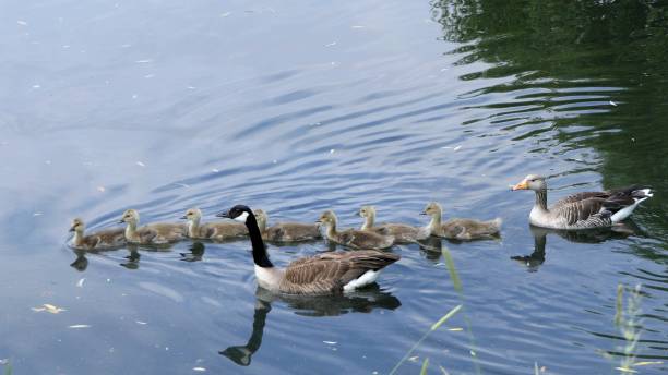 istock Geese family swimming, cross-breeding 1172782849