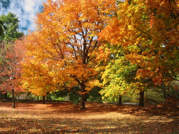 istock Indiana Autumn Scene 1172784460