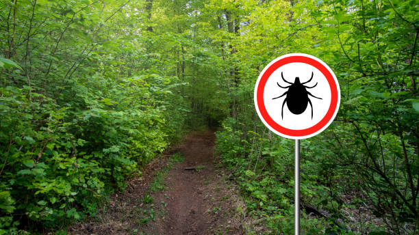 istock Ticks sign in the wild green forest. 1172785259