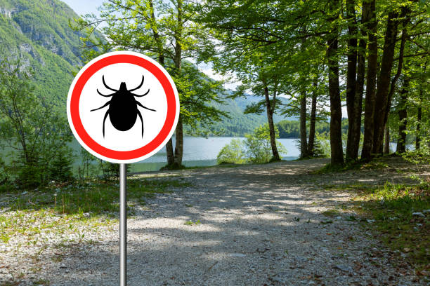 istock Ticks sign in the wild green forest. 1172785260