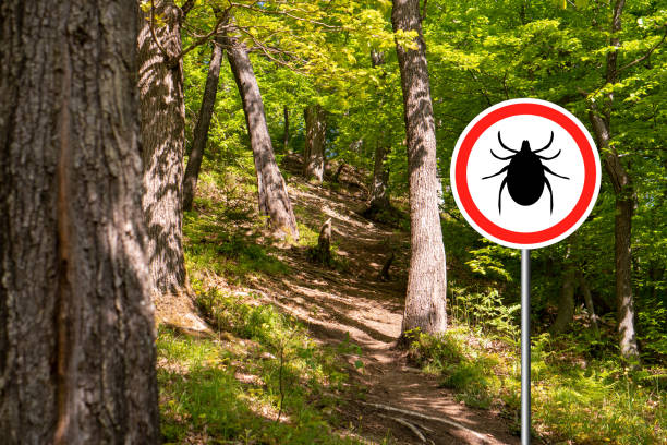 istock Ticks sign in the wild green forest. 1172785263