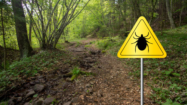 istock Ticks sign in the wild green forest. 1172785290