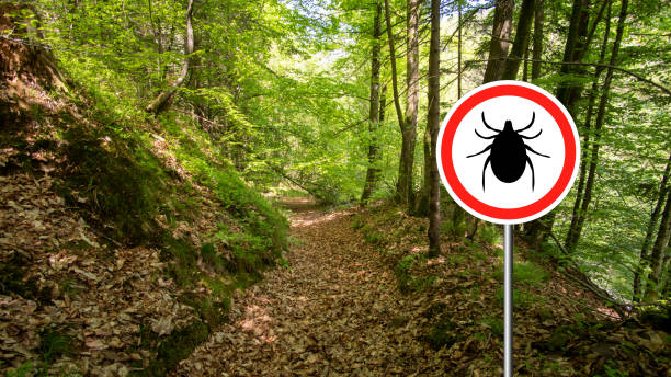 istock Ticks sign in the wild green forest. 1172785330