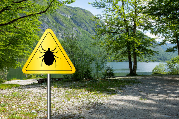 istock Ticks sign in the wild green forest. 1172785362