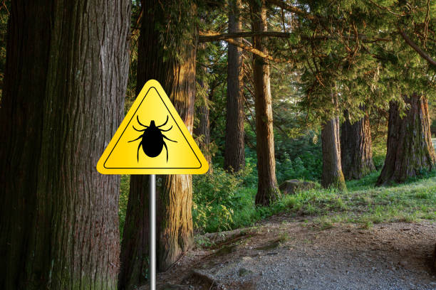 istock Ticks sign in the wild green forest. 1172785365