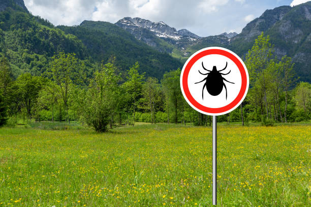 istock Ticks sign in the wild green meadow. 1172785391