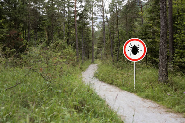 istock Ticks sign in the wild green forest. 1172785408