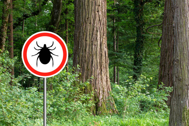istock Ticks sign in the wild green forest. 1172785414
