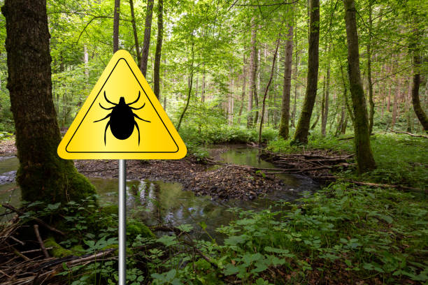istock Ticks sign in the wild green forest. 1172785420