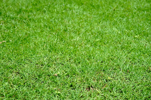 Green lawn as a background. Texture.