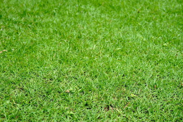 bermuda grass - blade of grass grass isolated white imagens e fotografias de stock